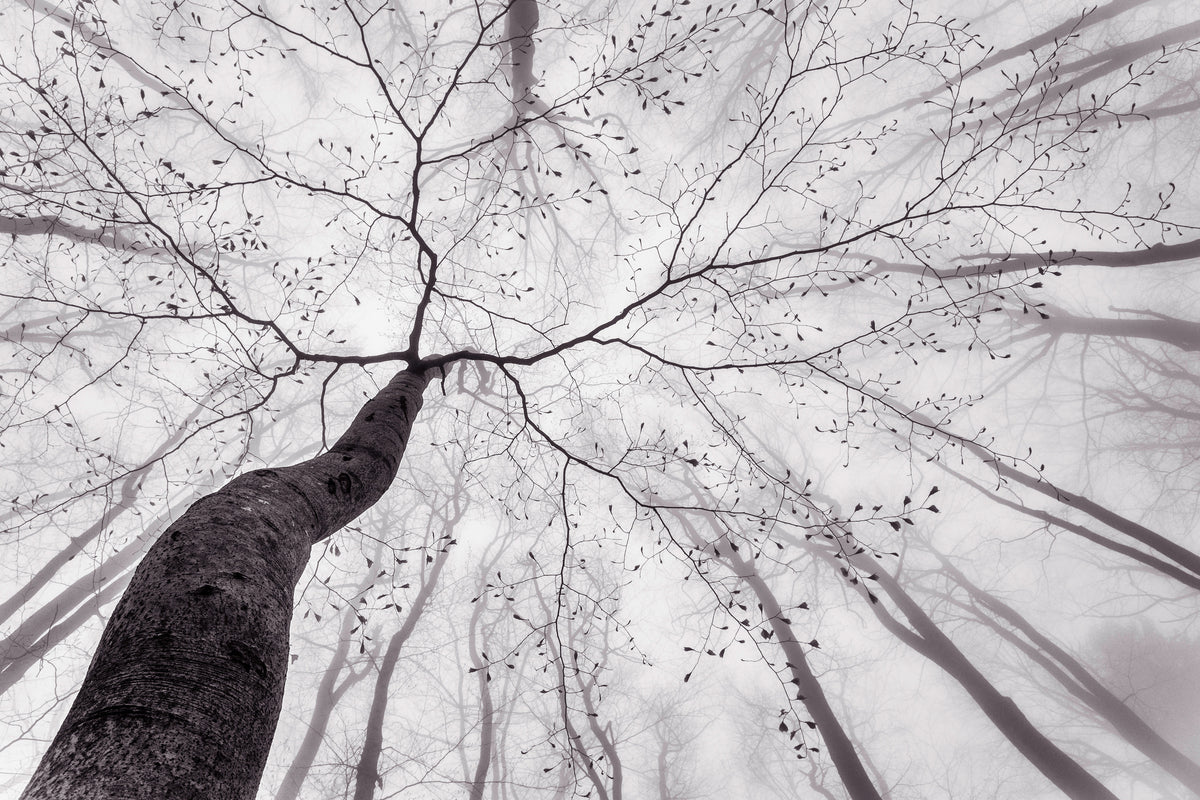 modern-3-piece-canvas-print-a-view-of-the-tree-crown