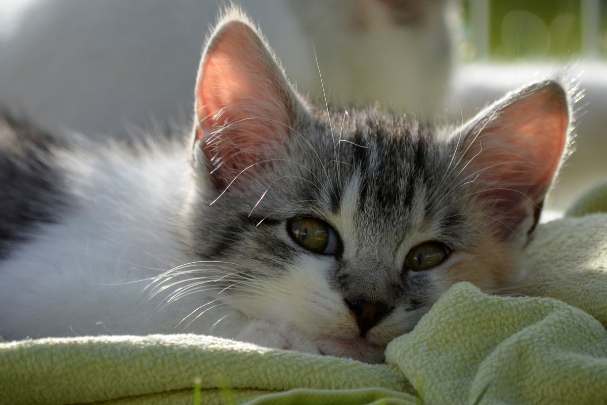 3-piece-canvas-print-in-love-with-kitten