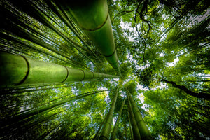 framedposter-print-arashiyama-x