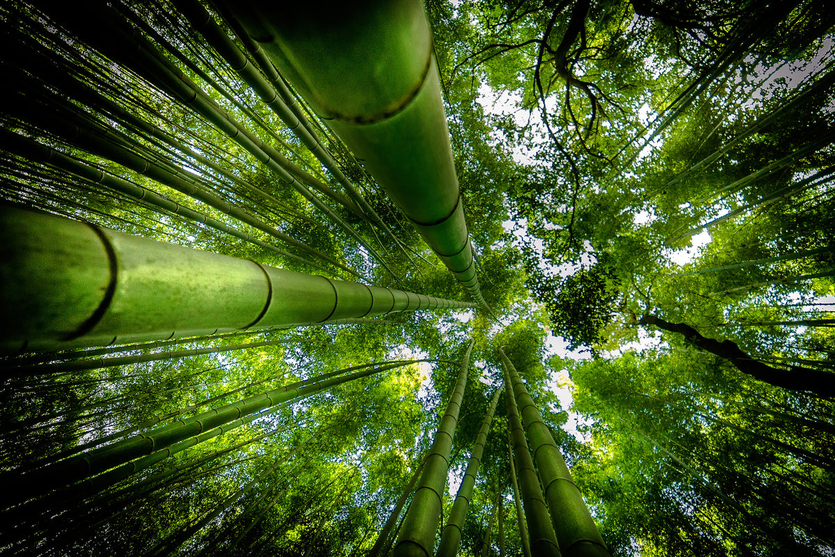 framedposter-print-arashiyama-x