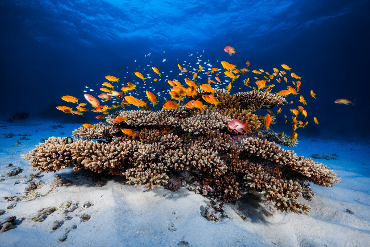 3-piece-acrylic-print-marine-life
