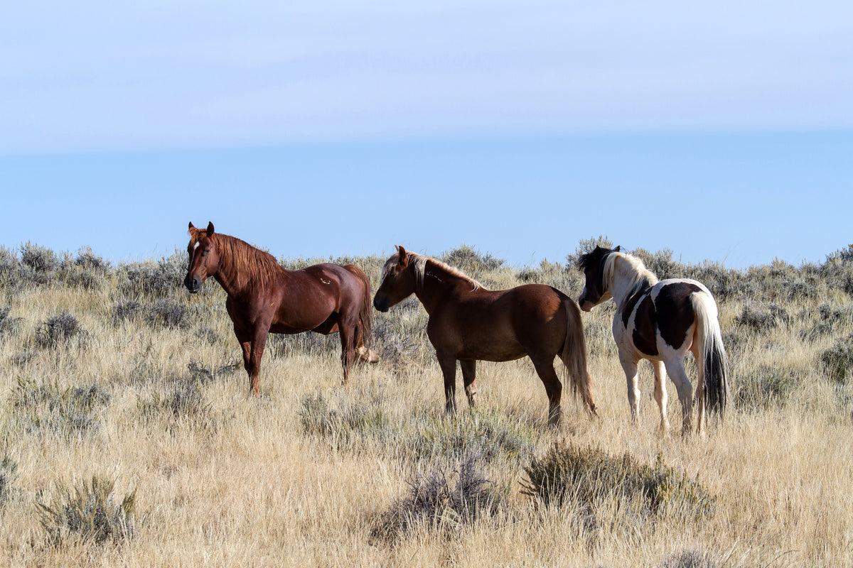 canvas-print-3-horses-in-nature