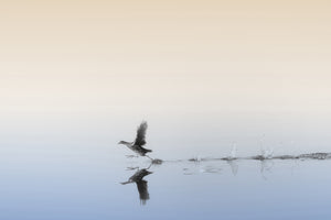 aluminium-print-untitled-xlv