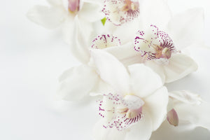 poster-print-fantastic-orchids