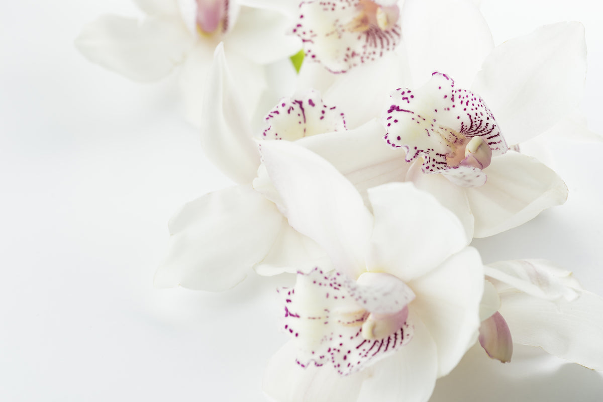 poster-print-fantastic-orchids