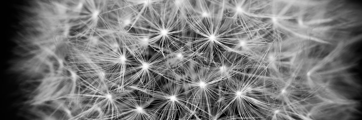 panoramic-acrylic-print-dandelion-in-xxl-panorama