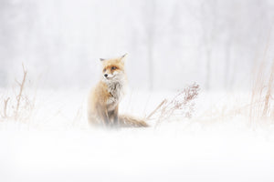 canvas-print-waiting-xys