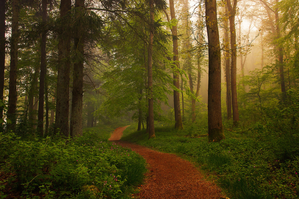 canvas-print-the-red-path-x