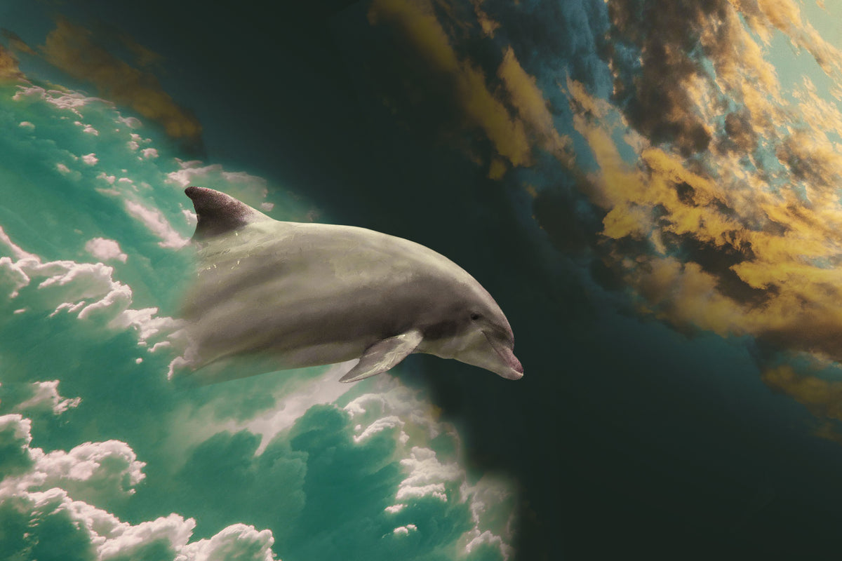aluminium-print-fascination-dolphin