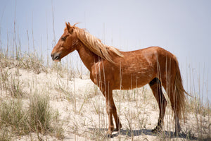 framedcanvas-print-wild-spanish-mustang