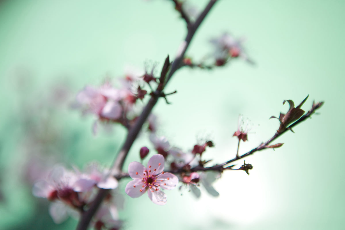 3-piece-canvas-print-beautiful-japanese-cherry-blossom