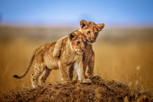 canvas-print-brothers-for-life