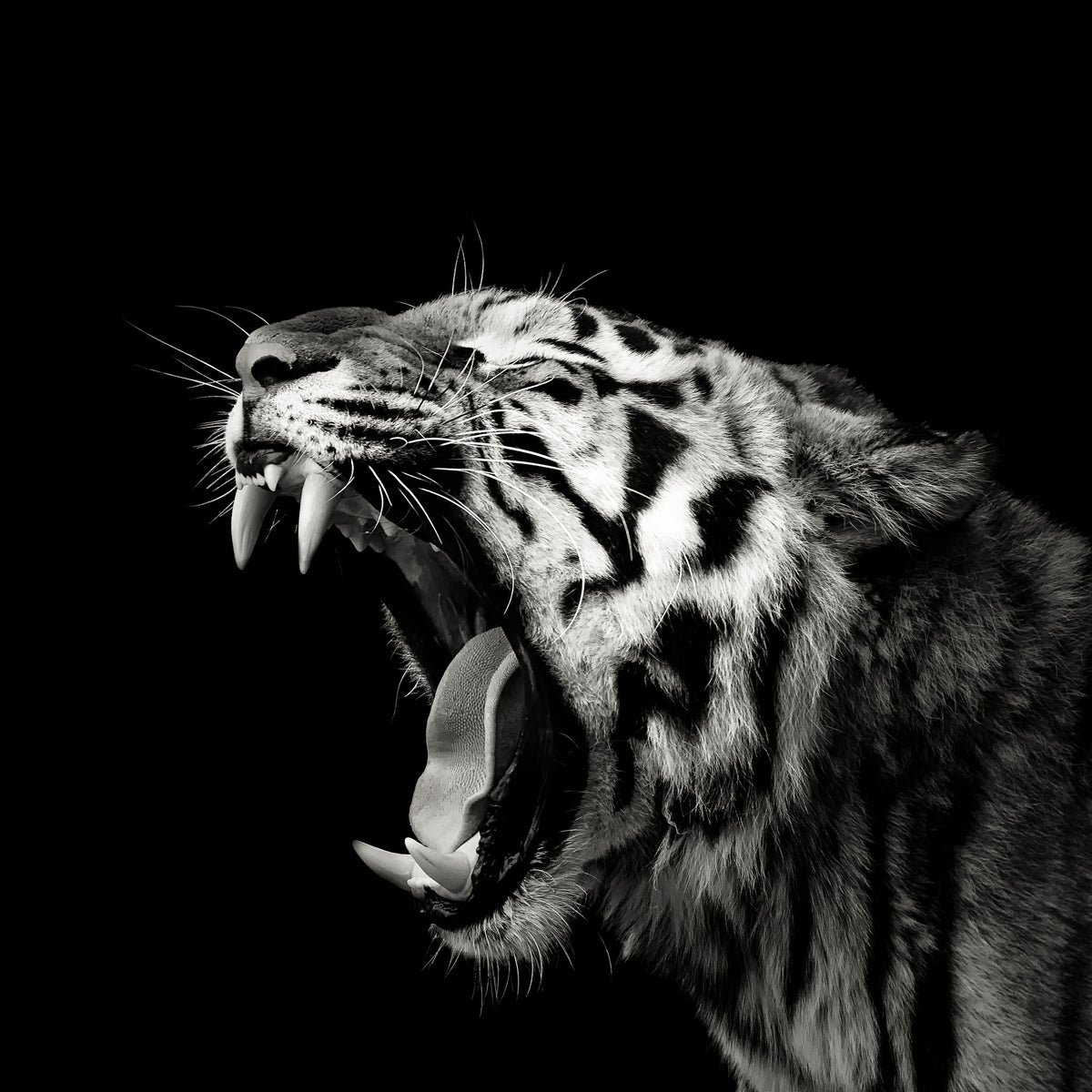canvas-print-primal-yawn-4-x
