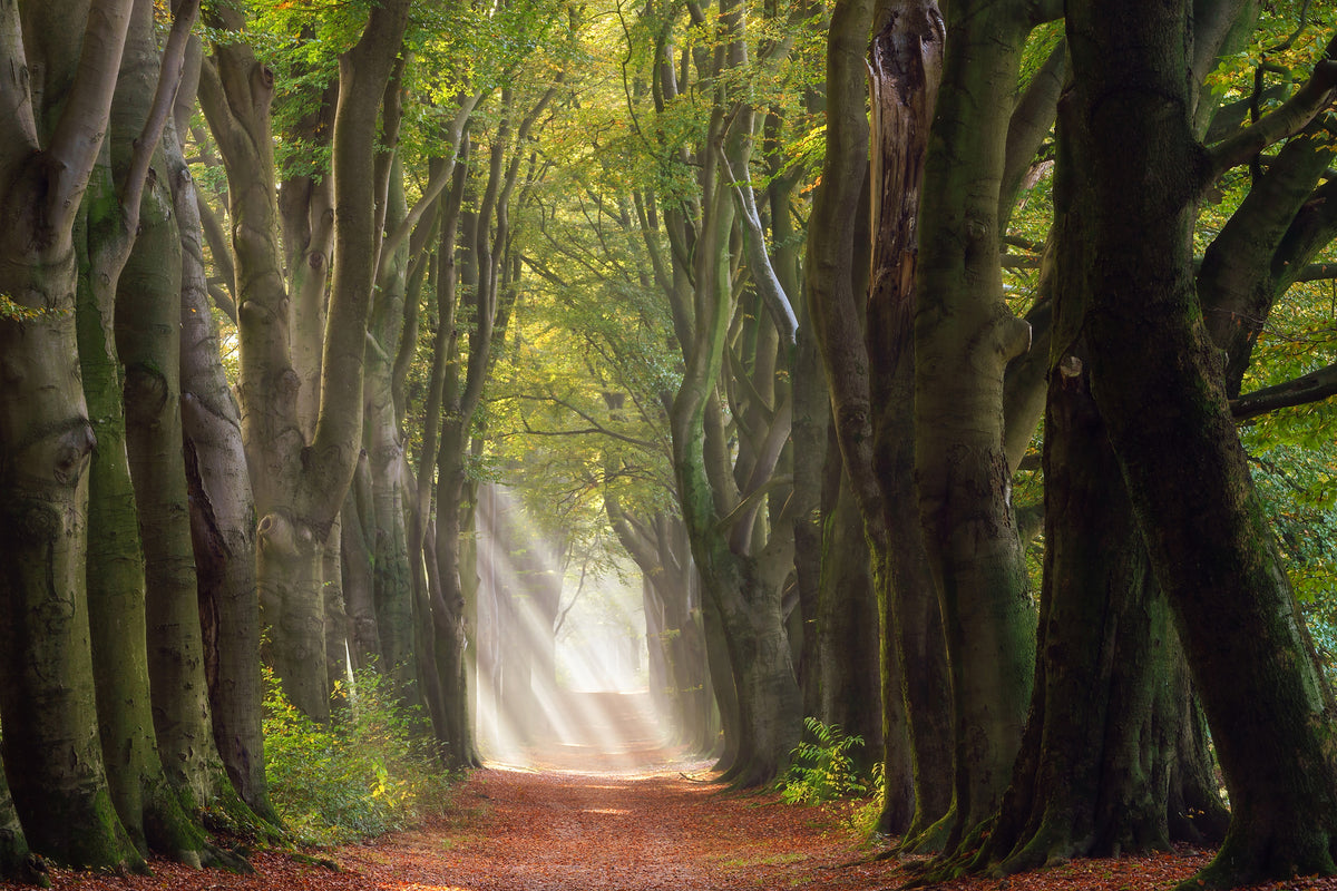acrylic-print-a-glorious-day