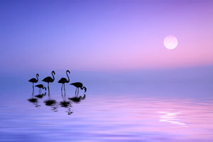 poster-print-morning-flamingo-x