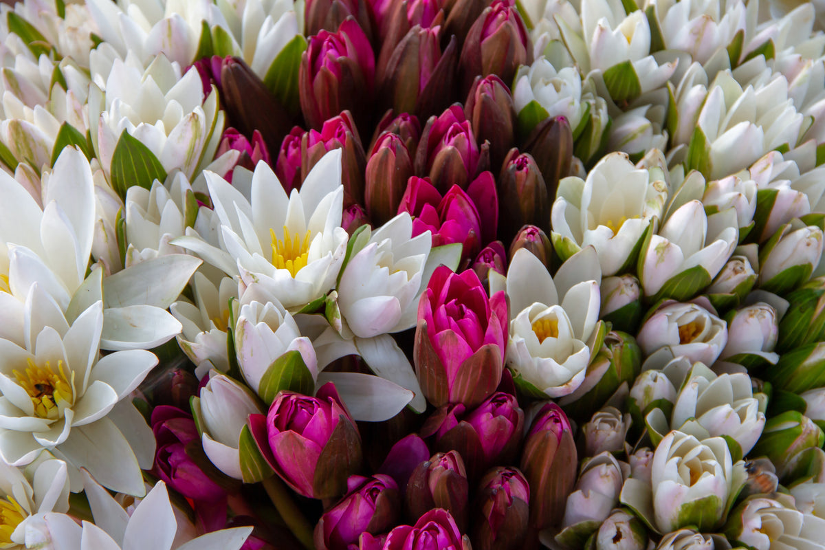 acrylic-print-a-bouquet-of-water-lilies