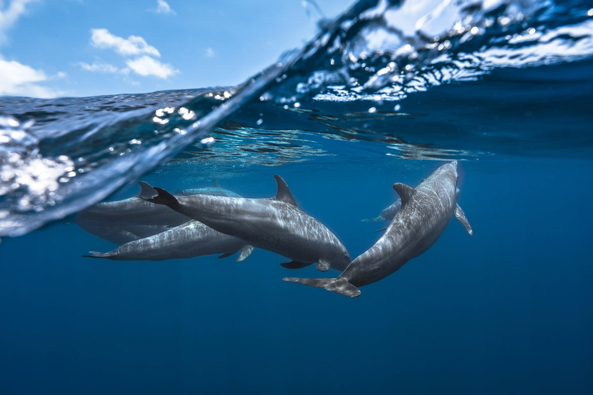 aluminium-print-dolphins