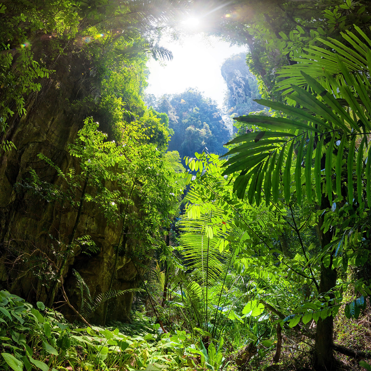 acrylic-print-clearing-in-the-jungle