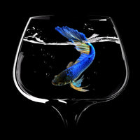 4-piece-acrylic-print-betta-fish-dance