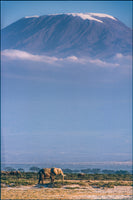acrylic-print-kilimanjaro-and-the-quiet-sentinels