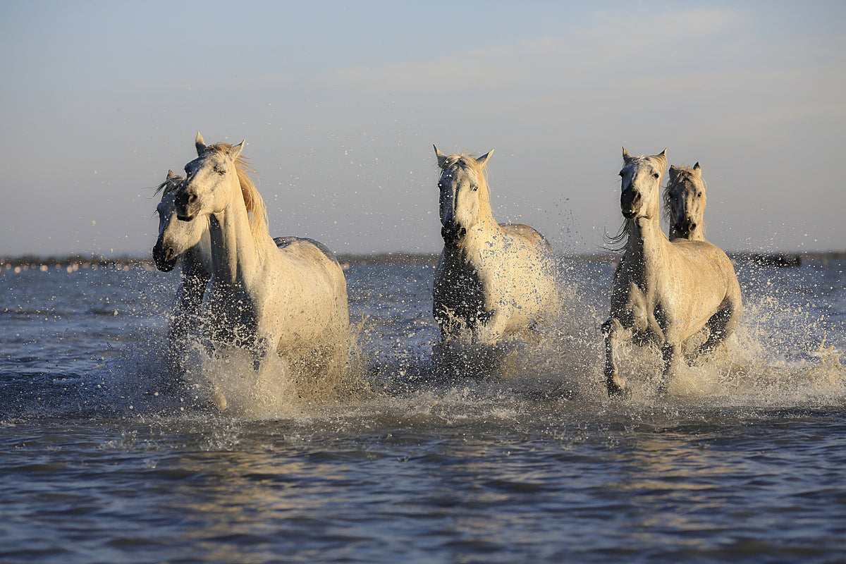 aluminium-print-horses-in-the-sea