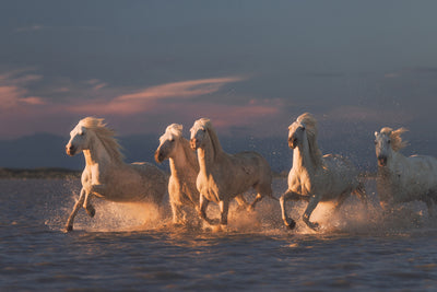 poster-print-camargue-horses-on-sunset-xve