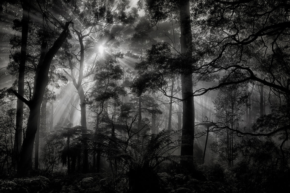 poster-print-primary-forest