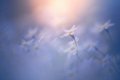poster-print-in-the-pale-light-x