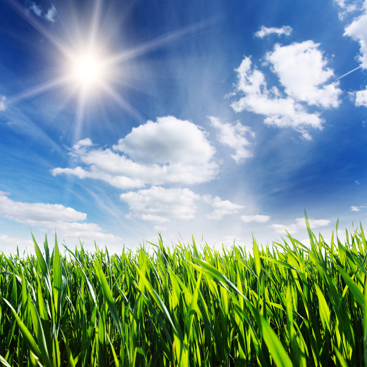 4-piece-aluminium-print-spring-grass