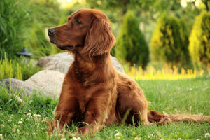 framedcanvas-print-attentive-irish-setter
