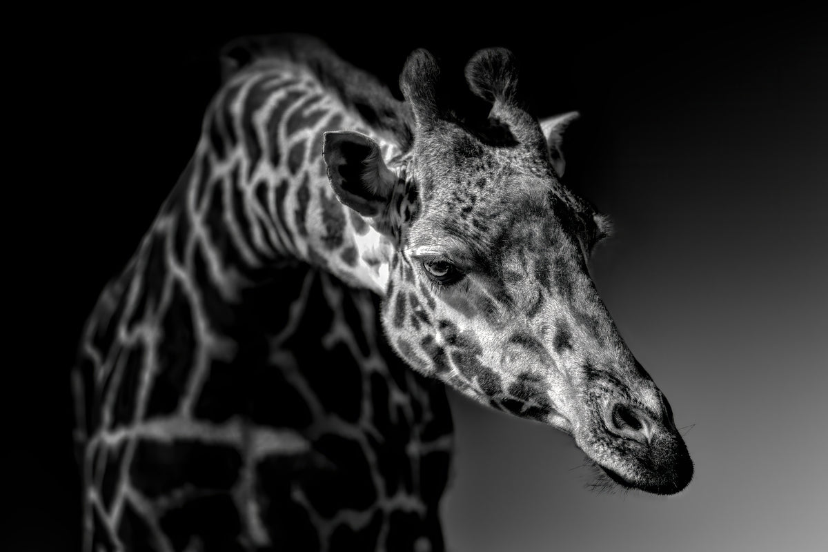 canvas-print-giraffe-x