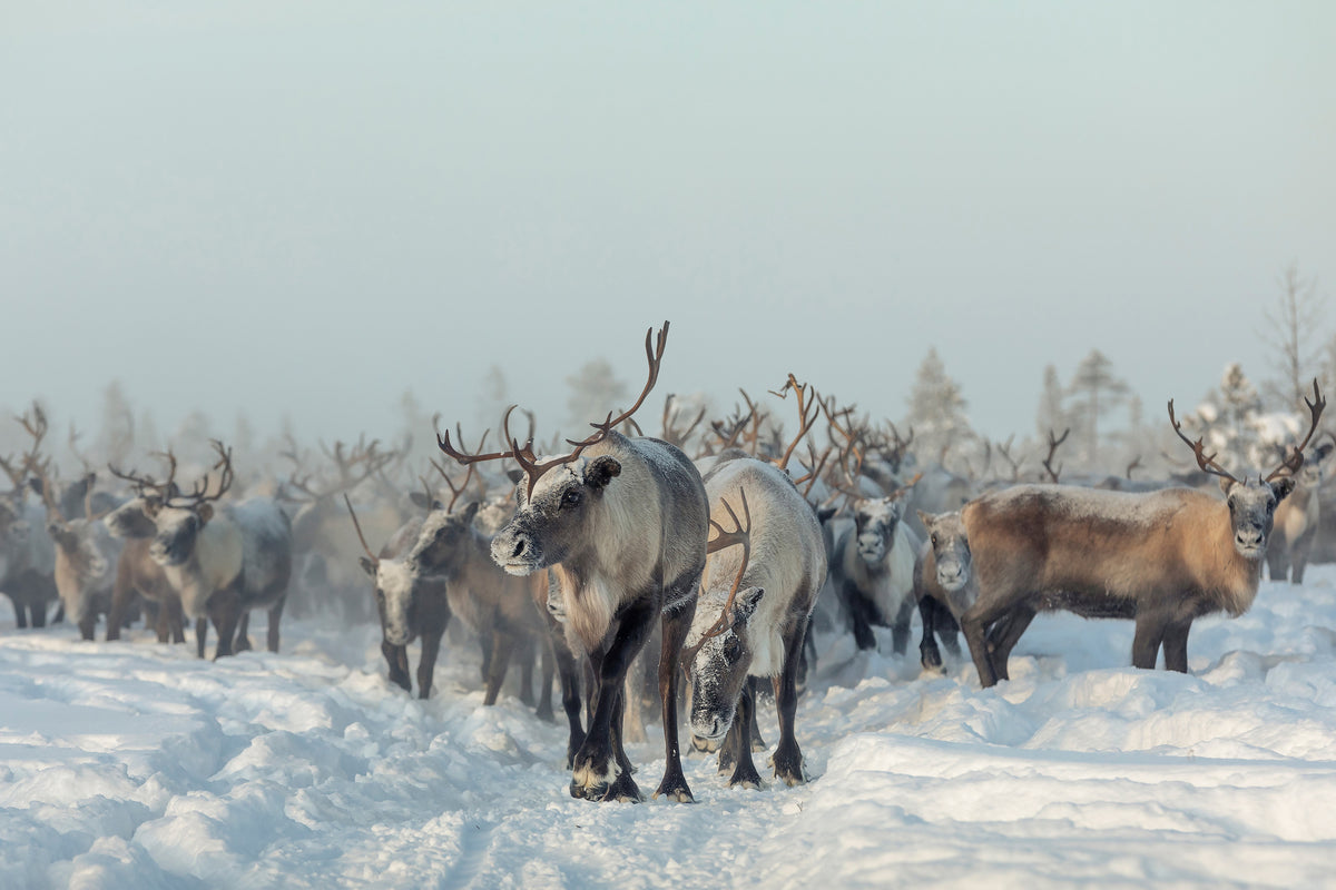 poster-print-reindeers-x