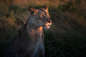 framedposter-print-lioness-at-first-day-ligth-x