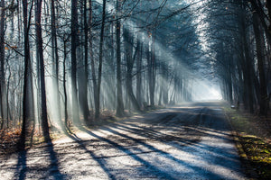 framedcanvas-print-forest-in-the-light-beam