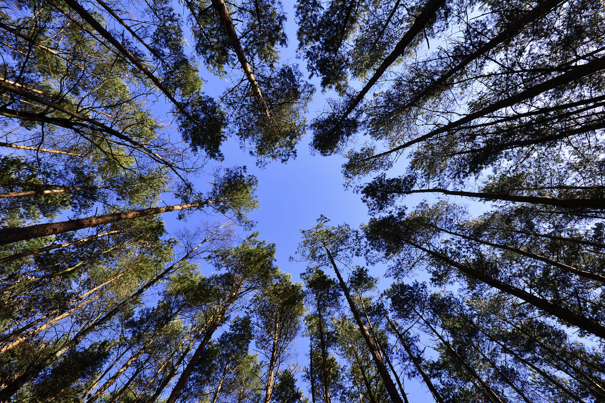 framedcanvas-print-under-high-treetops