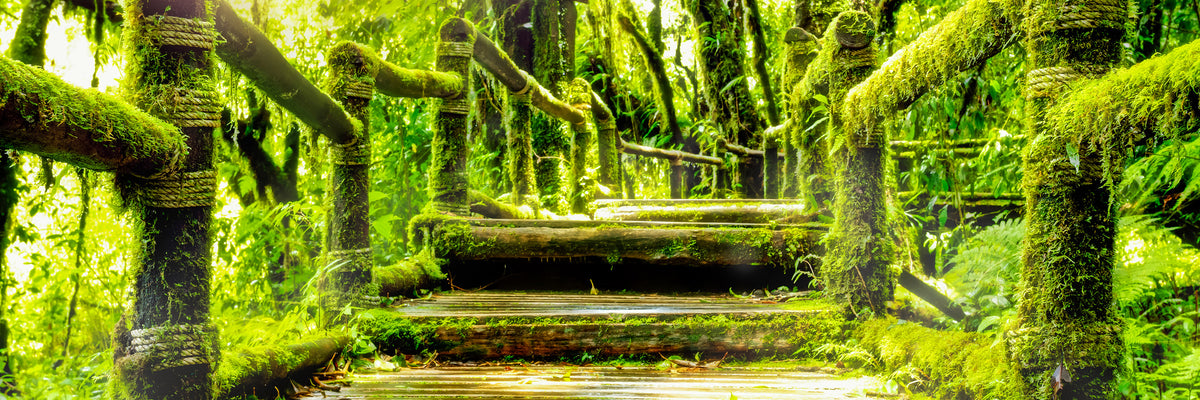 panoramic-3-piece-canvas-print-moss-panorama