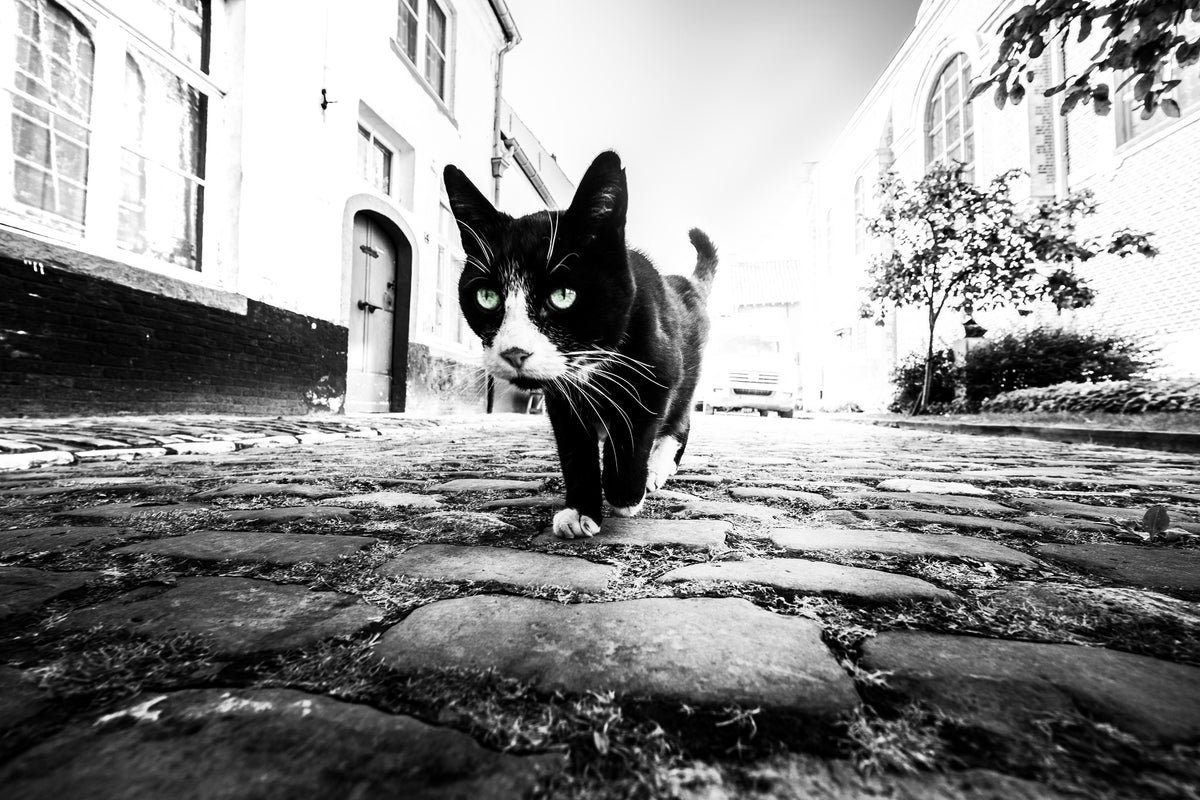 canvas-print-focus-x