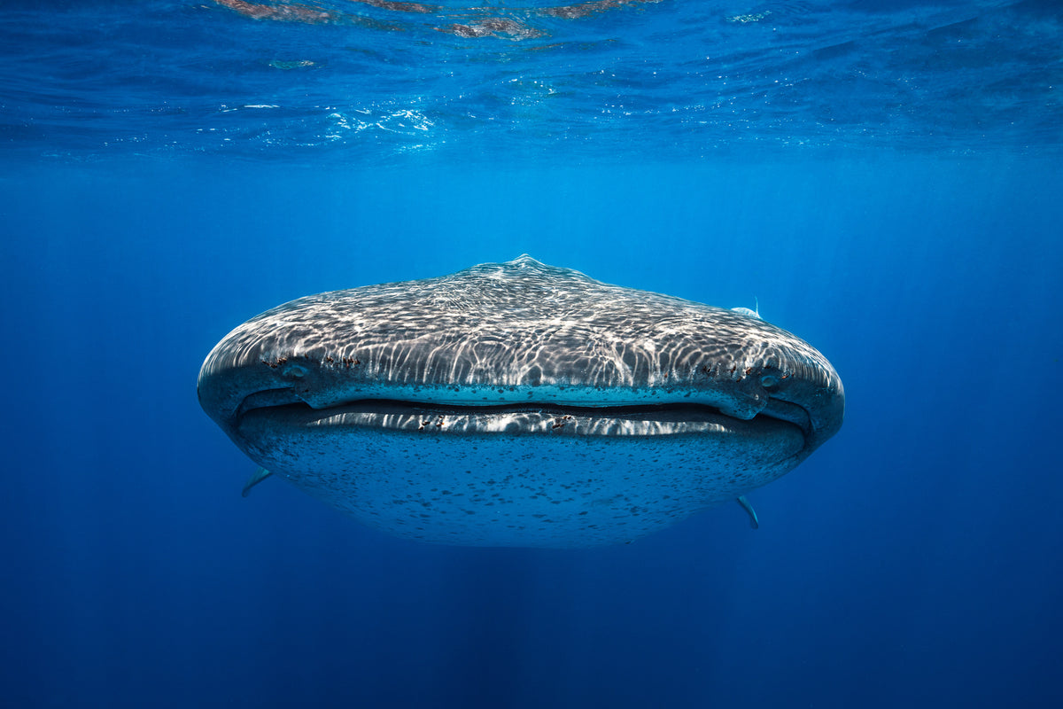 framedcanvas-print-face-to-face-with-a-whale-shark