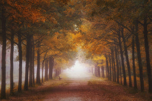 canvas-print-foggy-autumn-dream-x
