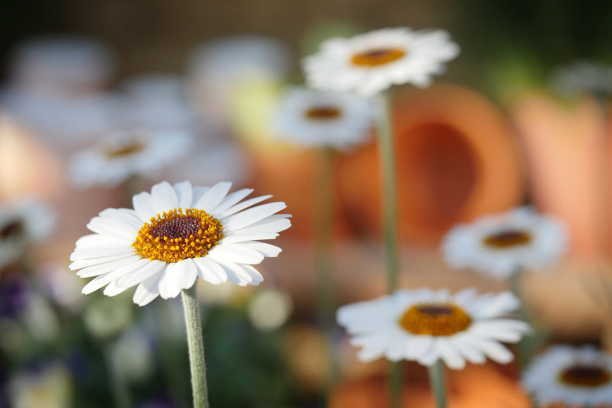 3-piece-aluminium-print-daisies-xl