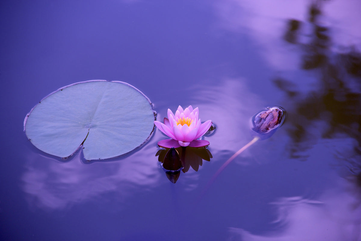 3-piece-aluminium-print-lotus-flower