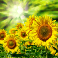9-piece-acrylic-print-the-sun-and-the-flowers