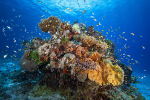 poster-print-underwater-biodiversity-x