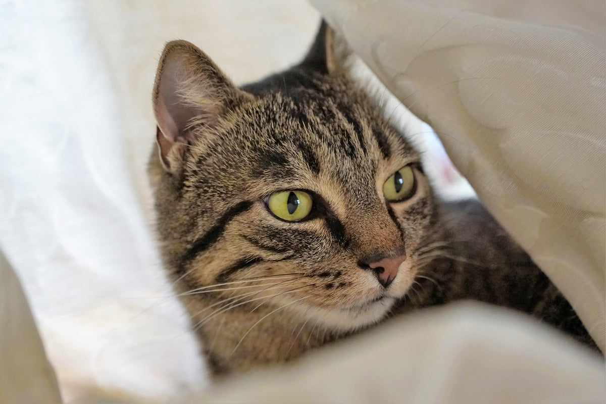 framedcanvas-print-favorite-cat