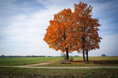 poster-print-the-3-trees