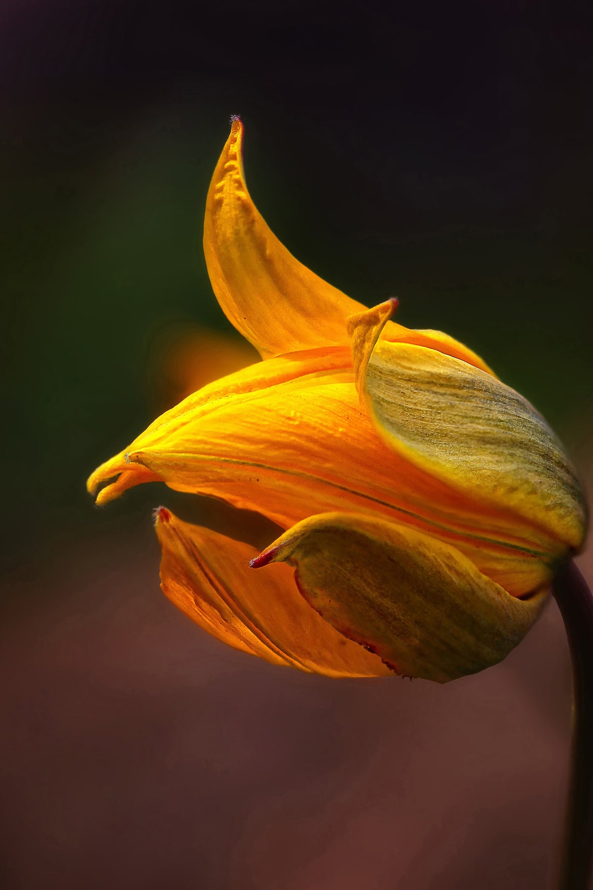 acrylic-print-shine