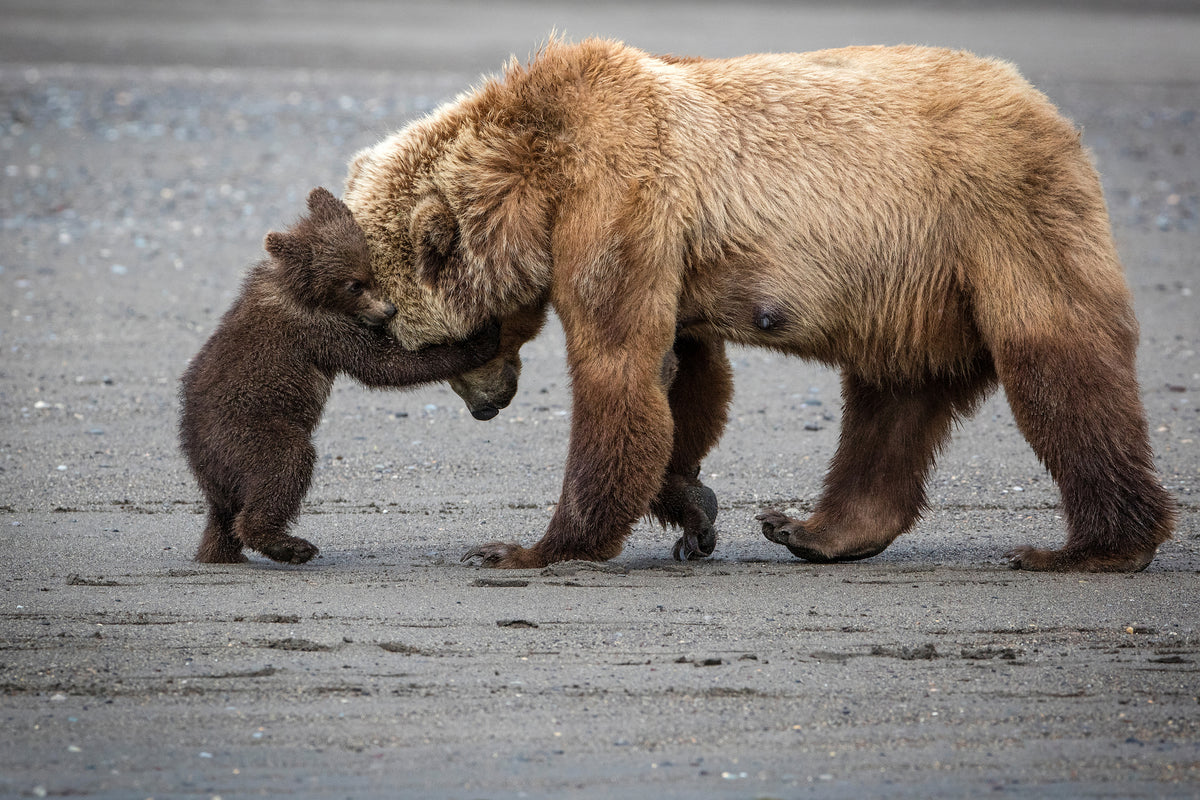 framedcanvas-print-a-little-bear-hug