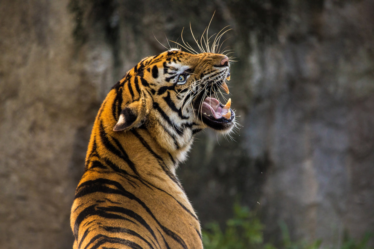 framedcanvas-print-attention-tiger