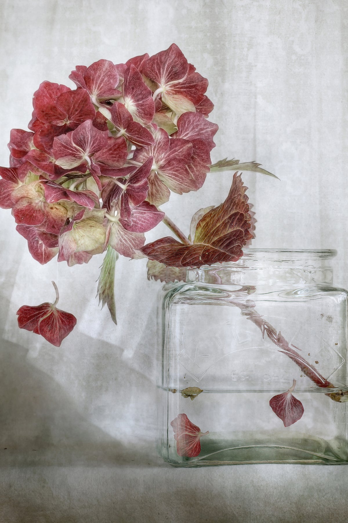 acrylic-print-hydrangea-xaa