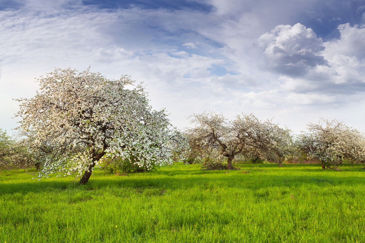 framedcanvas-print-apple-tree-garden